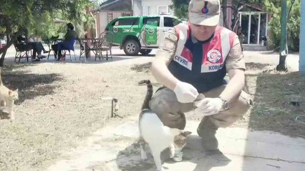 JANDARMA DEPREM NEDENİYLE SAHİPSİZ KALAN HAYVANLARI BESLEDİ