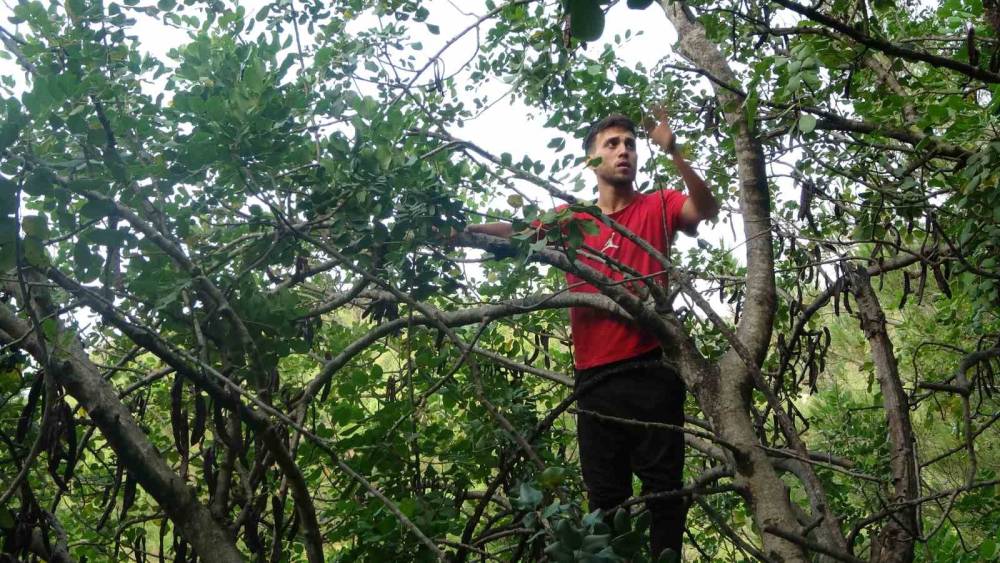 ŞİFA DEPOSU HARNUPTA HASAT ZAMANI