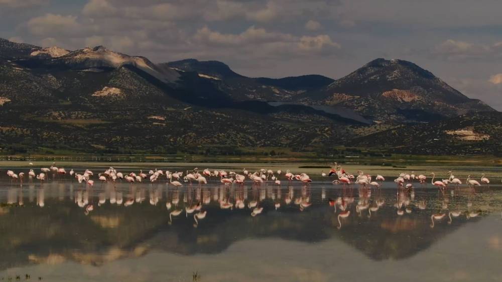 Göle gelen binlerce flamingo renkli görüntüler oluşturdu