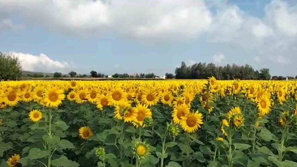 AYÇİÇEKLERİ KENDİNİ GÖSTERDİ, OSMANİYE’DE EKİM ALANI GENİŞLİYOR
