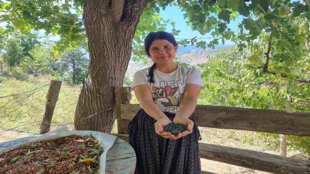 ADANA’DA “MENENGİÇ” HASADI BAŞLADI