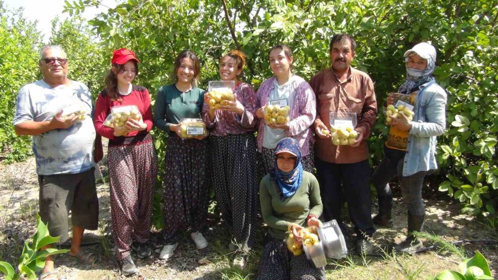 MERSİN’DE TROPİKAL MEYVE GUAVANIN HASADINA BAŞLANDI