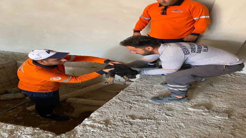 Asansör kuyusuna düşen  yavru köpeği belediye ekipleri kurtardı