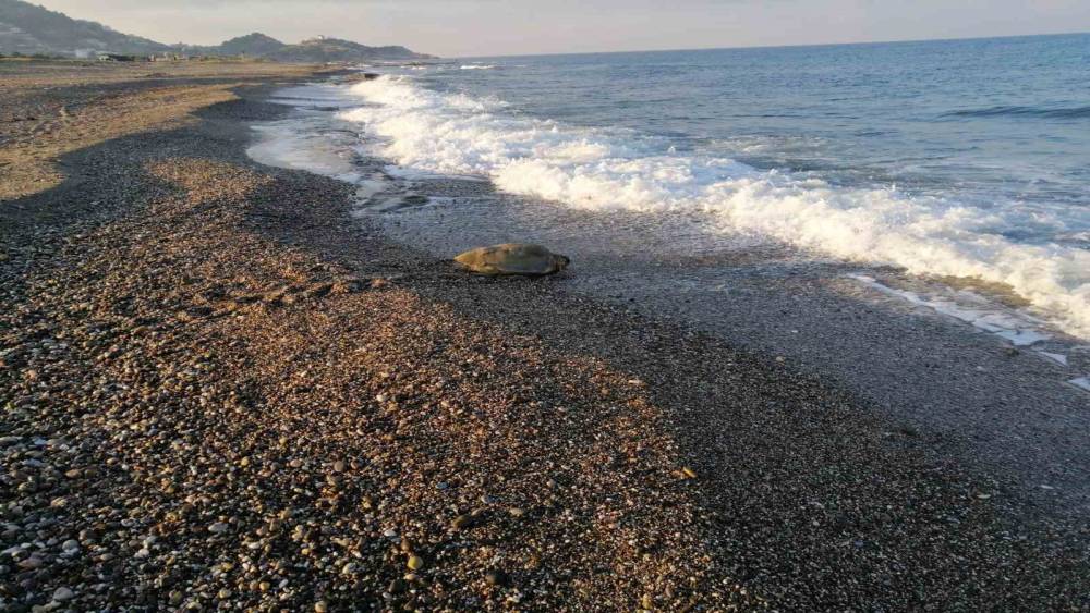 CARETTA CARETTA YUVASI ÜZERİNDE YAPILAN MANGAL CEZASIZ KALMADI