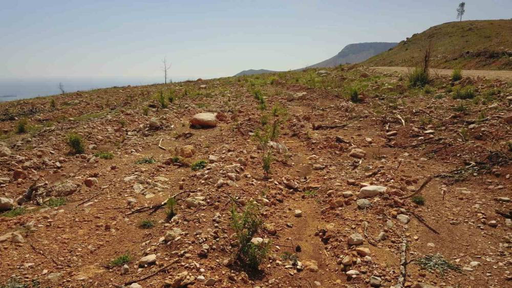 Mersin’de yanan orman sahaları yeşeriyor