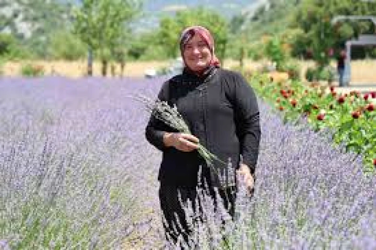 LAVANTA KOKULU HANIMAĞALAR