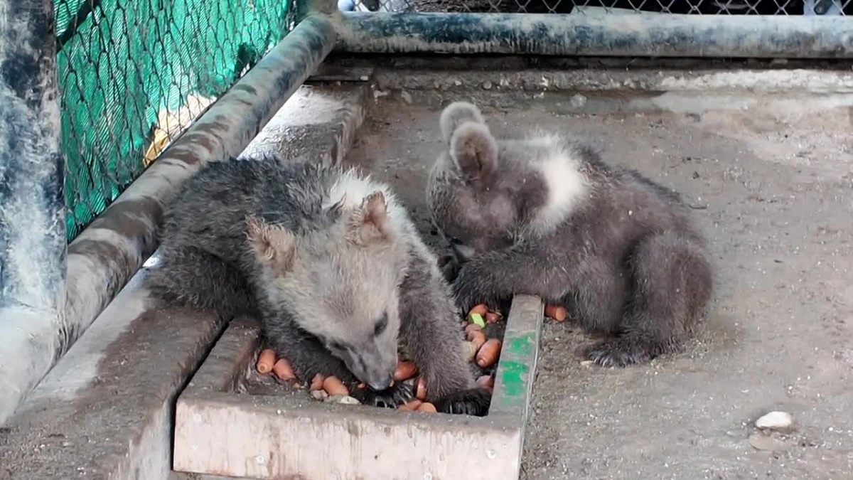 TARSUS DOĞA PARKI'NDA YAVRU SEVİNCİ