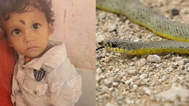 1 YAŞINDAKİ BEBEK, OYUCAK SANDIĞI YILANI ISIRARAK ÖLDÜRDÜ