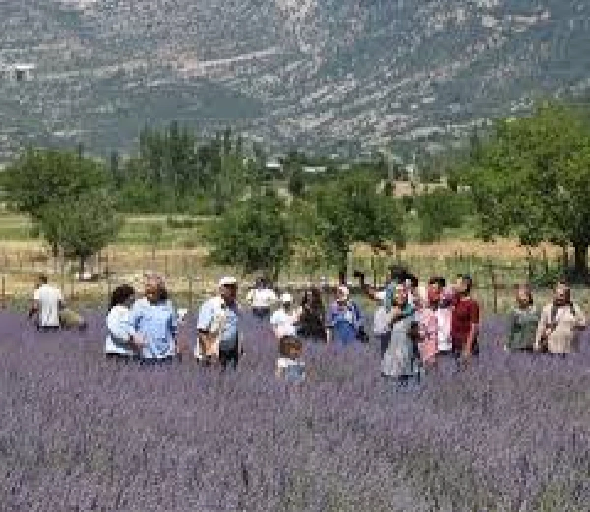 Adana'nın Lavanta Tarlaları Turizm Cenneti Oluyor