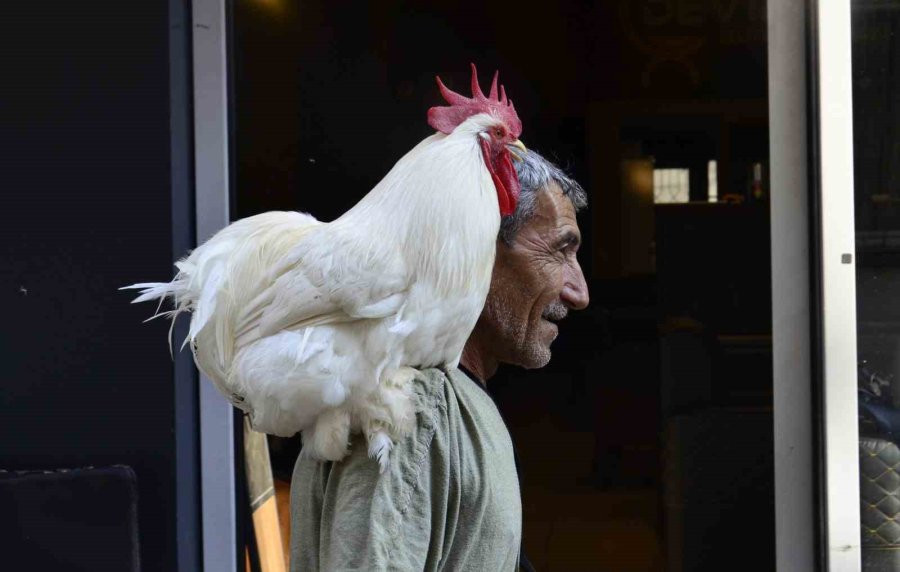 OMUZUNDA GEZDİRİYOR, GÖREN DÖNÜP BİR DAHA BAKIYOR
