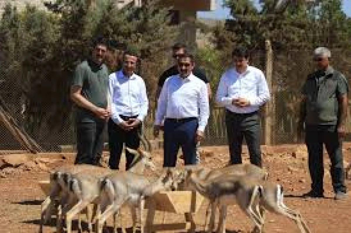 SURİYE SINIRININ SIFIR NOKTASINDA KURULAN MERKEZLE BİRLİKTE DAĞ CEYLANLARININ SAYISI 18 KAT ARTTI
