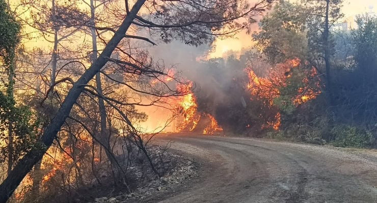 ADANA KOZAN'DA ORMAN YANGINI