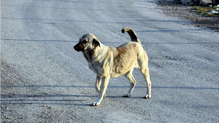 İSTANBUL'DA BİR KİŞİYİ PARÇALAYARAK ÖLDÜREN KÖPEKLER BÖYLE TOPLANDI