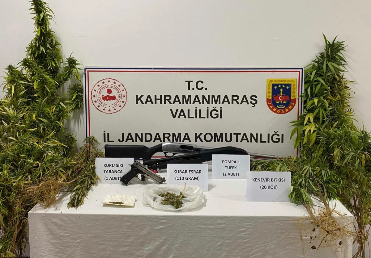 Kahramanmaraş'ta Yasa Dışı Kenevir Ekimi: 4 Şüpheli Tutuklandı