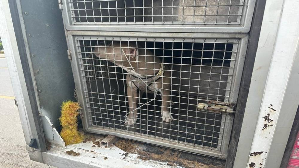 Mersin’de 143 yasaklı ırk köpek bakımevine teslim edildi