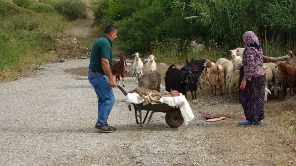 BAŞIBOŞ PİTBULLAR KOYUN AĞILINA SALDIRDI