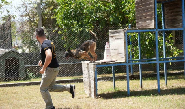 ANTALYA'DA PARA VE MADDE KOKUSUNA DUYARLI KÖPEKLER OPERASYONLARIN KURTARICISI