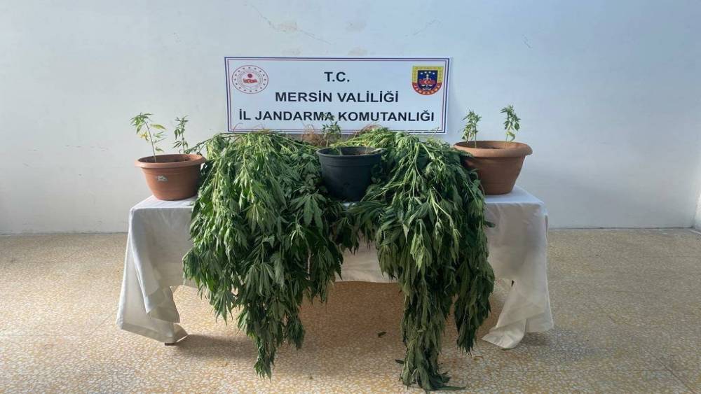 Mersin’de 327 kök kenevir ele geçirildi