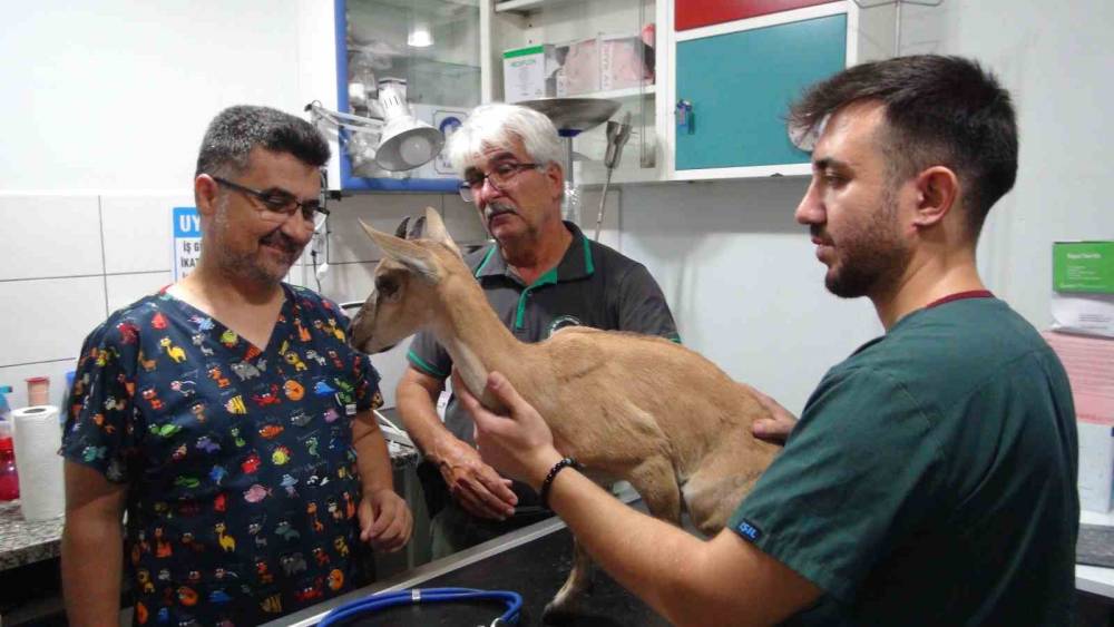 KÖPEKLER TARAFINDAN SALDIRIYA UĞRAYAN VE TEDAVİSİ TAMAMLANAN YAVRU DAĞ KEÇİSİ DOĞAYA BIRAKILDI