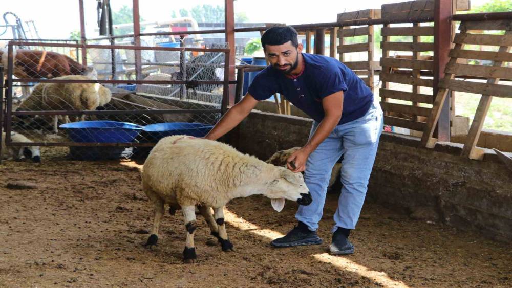 ADANA’DA KURBAN PAZARLARI KURULMAYA BAŞLADI, SATICILAR DİKKAT EDİLMESİ GEREKENLERİ ANLATTI