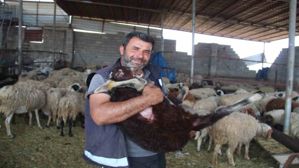 TELEF OLAN HAYVANLARININ YERİNE YENİSİ VERİLEN DEPREMZEDE: "GEL KOYUNUNU AL DEDİLER, ŞOK YAŞADIM"
