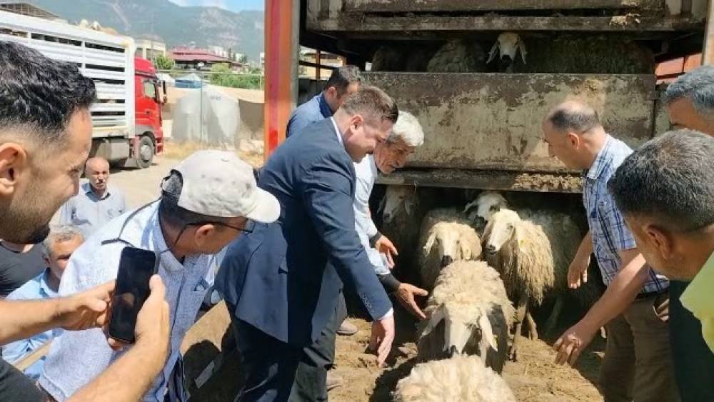 HATAY’DA DEPREMDE HAYVANLARINI KAYBEDENLERE KÜÇÜKBAŞ DAĞITILDI