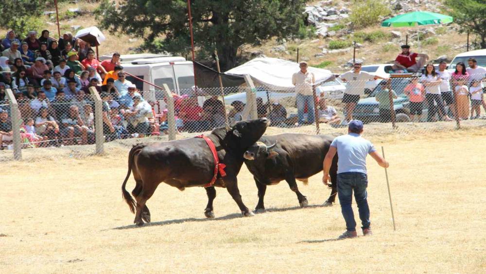 DEMİR TELLERİ AŞAN BOĞALAR SEYİRCİLERİN ARASINA DALDI