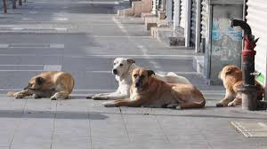 SOKAK KÖPEKLERİNİN SALDIRDIĞI KÜÇÜK ÇOCUĞUN BABASI KÖPEKLERİN TOPLATILMASINI İSTEDİ