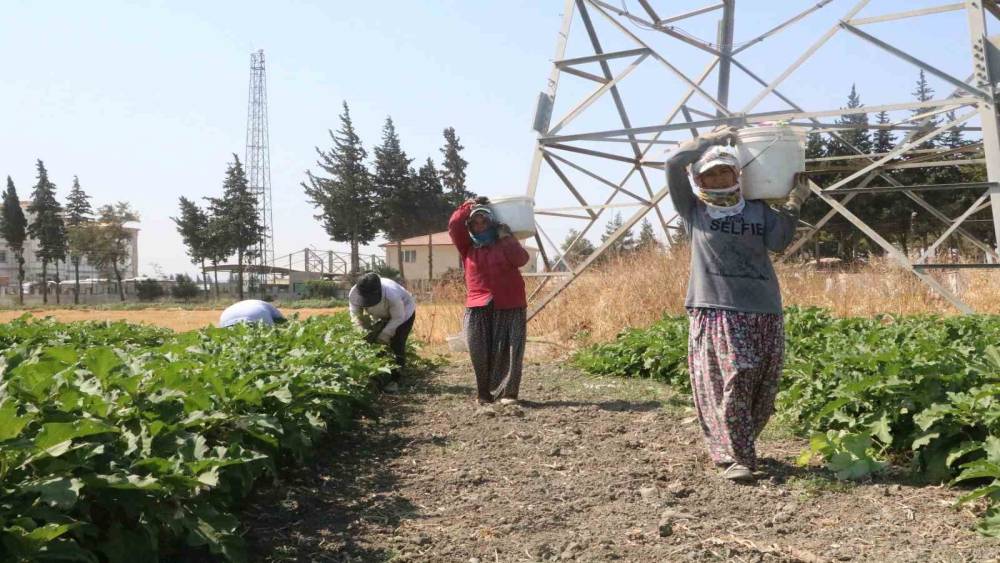 DEPREMZEDE KADINLARIN 50 DERECEYİ BULAN SICAKTA ZORLU PATLICAN HASADI