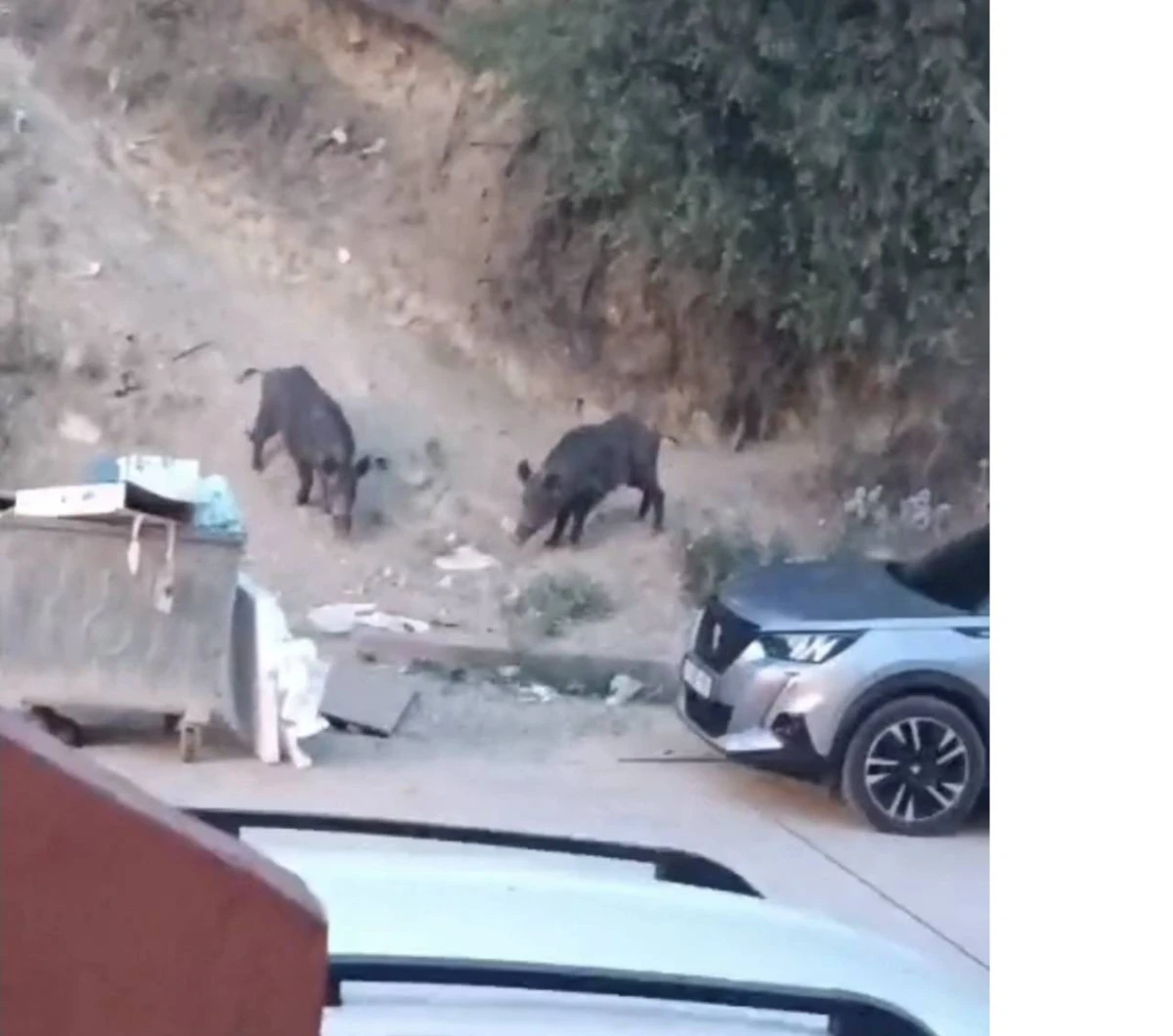 Hatay'da Aç Kalan Domuzlar Yerleşim Alanına İndi