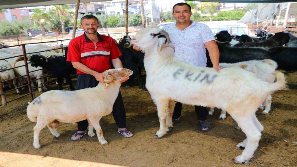 185 kiloluk ‘Karbeyaz’ 20 bin liraya satıldı