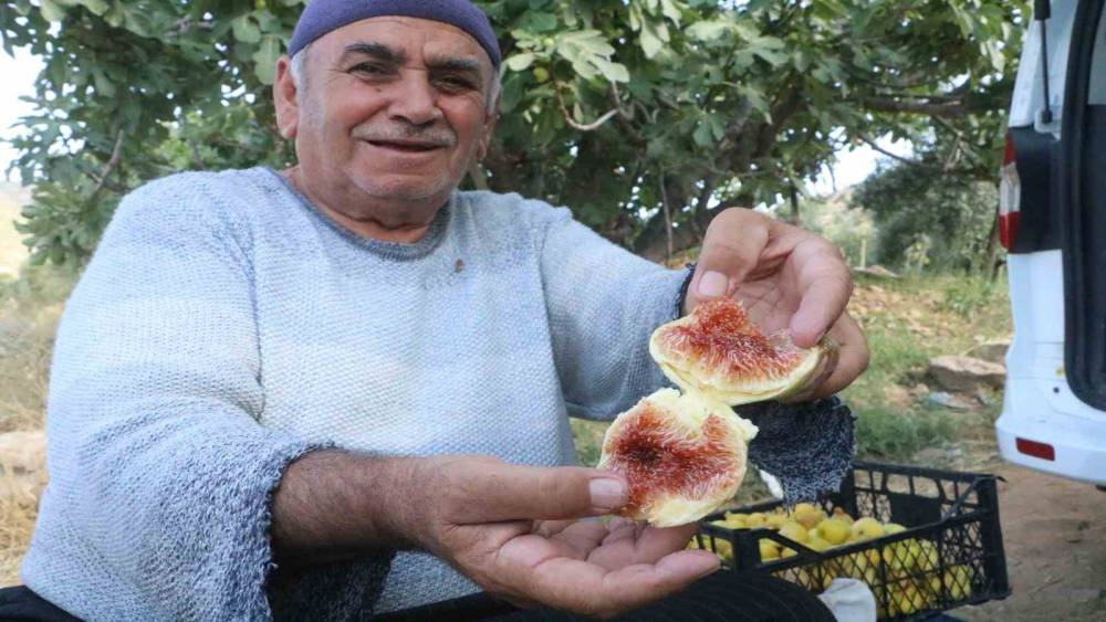 ENKAZ KENTTE AĞIZLARI TATLANDIRAN HASAT YÜZ GÜLDÜRDÜ