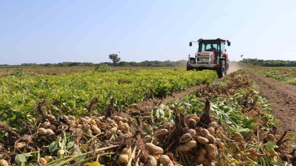 ADANA’DA 105 BİN TON YER FISTIĞI REKOLTESİ BEKLENİYOR