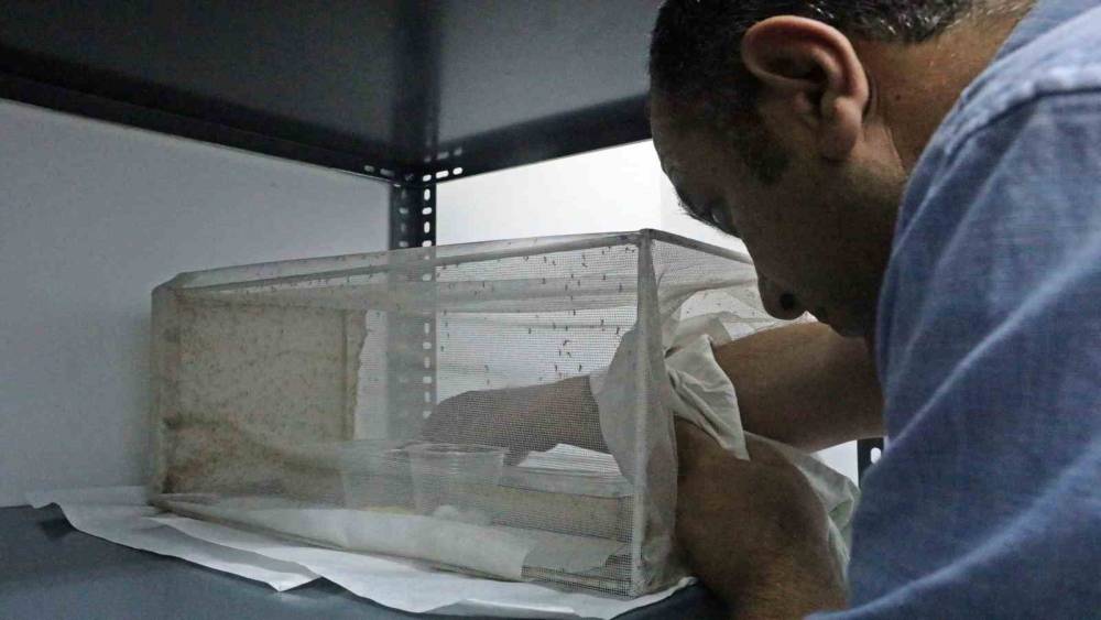 YAZ YAĞIŞLARI BASKI ALTINDAKİ SİVRİSİNEK TÜRÜNÜ KONTROLDEN ÇIKARDI