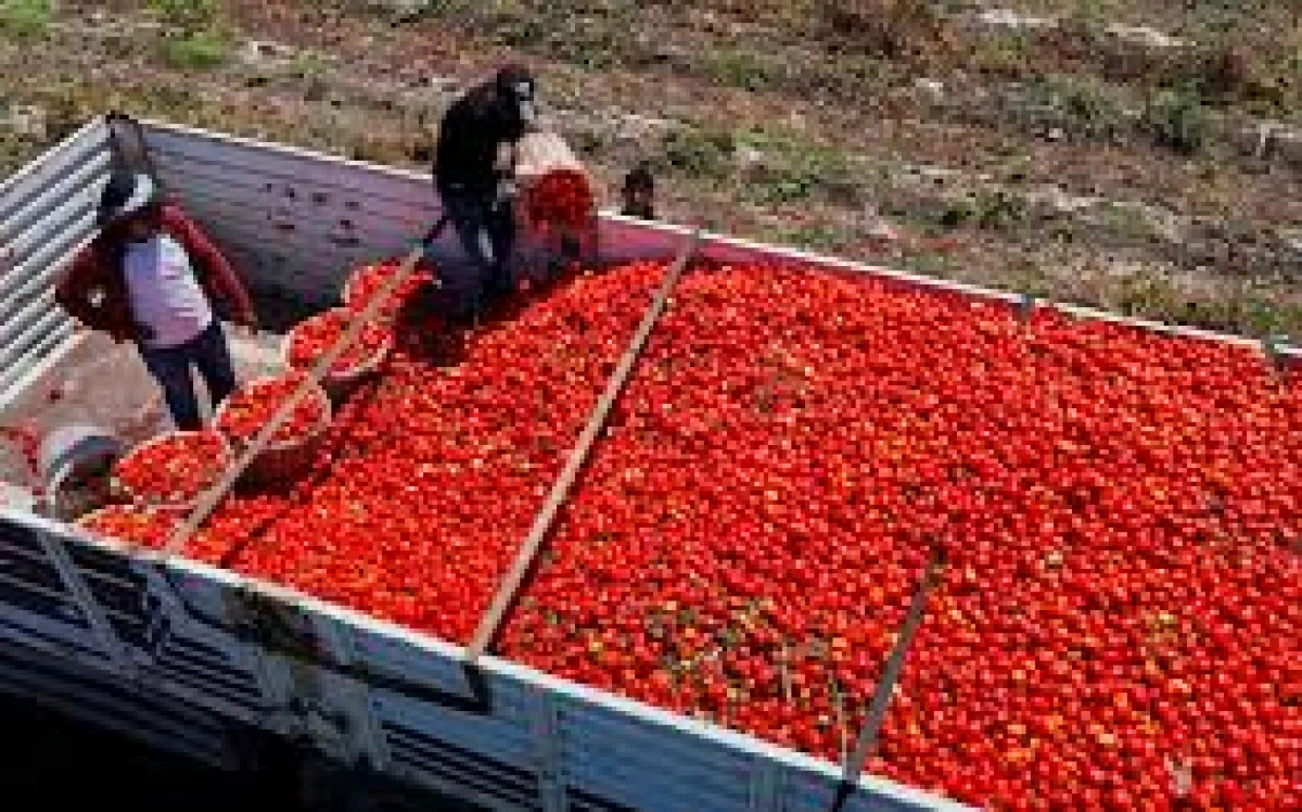 DOMATESİN TARLADA KİLOGRAM FİYATI 3 LİRAYA KADAR DÜŞTÜ