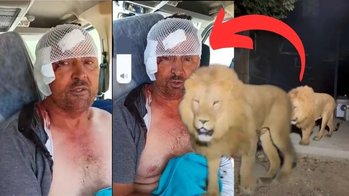 ASLAN’IN SALDIRISINA UĞRAYAN ÇİFTÇİ O ANLARI ANLATTI: "BİRAZ GÜÇLÜ OLMASAYDIM, ŞU ANDA BENDE BELKİ DE YOKTUM"