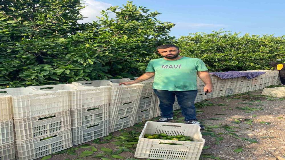 HATAY’DA MANDALİNA HASADI BAŞLADI