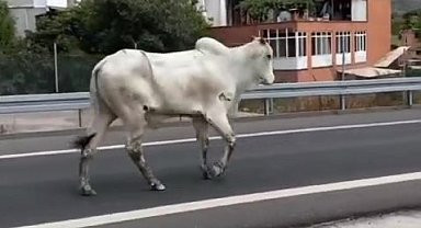 KARADA BAŞLAYAN ANGUS KOVALAMACASI DENİZDE BİTTİ