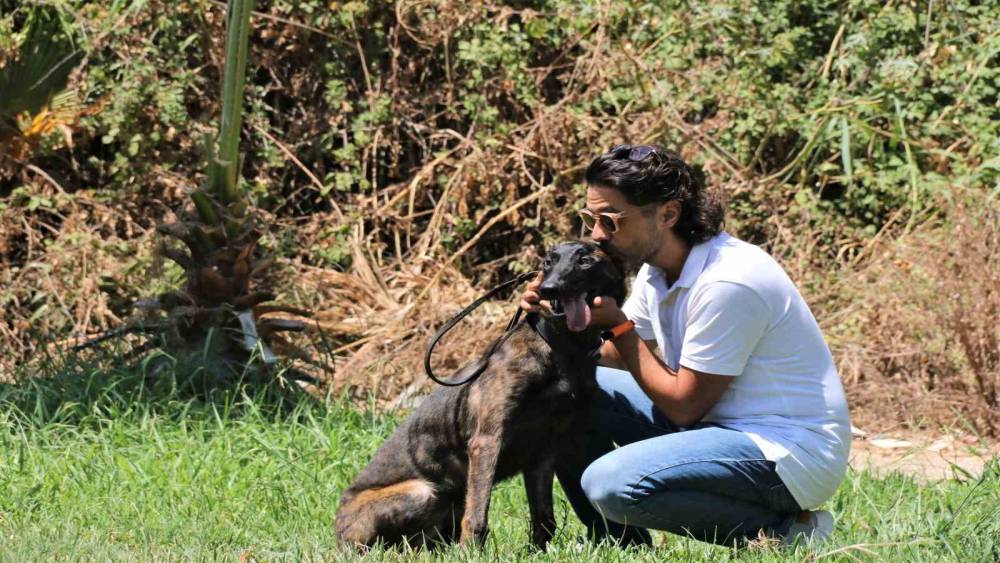 Türkiye’de nadir bulunup barınaktan kaçan Dutch Shepherd cinsi köpek için seferber oldular