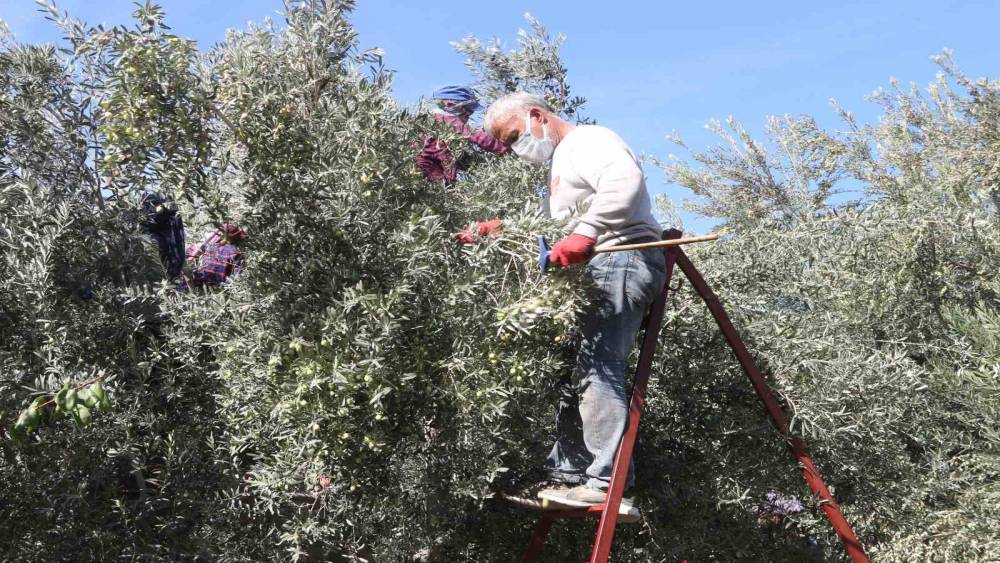 MUT’TA ZEYTİN HASADI BAŞLADI