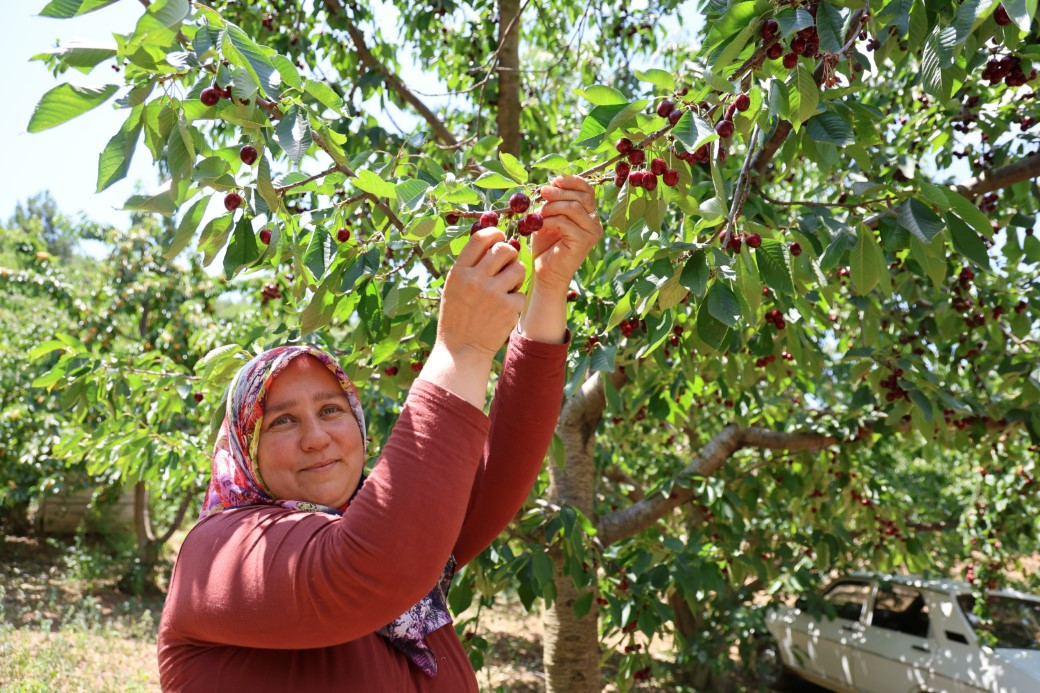 LEZZETİ ÜLKE SINIRLARINI AŞAN SAİMBEYLİ KİRAZI TESCİL BEKLİYOR