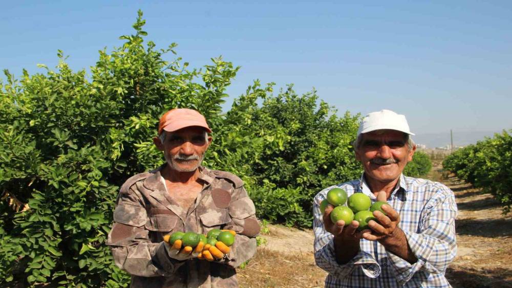 TÜRKİYE’NİN İLK ’LİME’ CİNSİ LİMON HASADI SİLİFKE’DE YAPILDI
