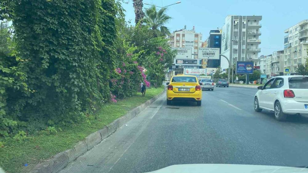KARA YOLUNA ÇIKAN KÖPEK TRAFİĞİ BİRBİRİNE KATTI, SÜRÜCÜLERİ PEŞİNDEN KOŞTURDU