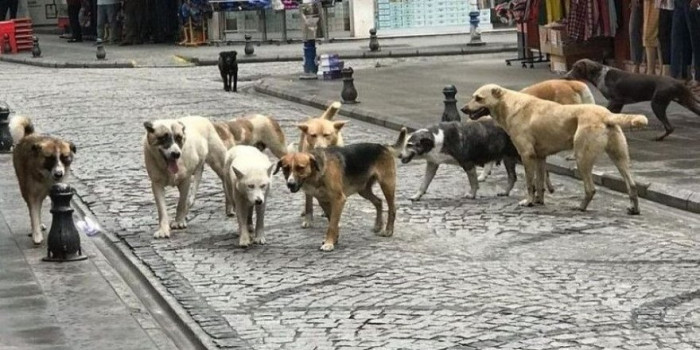 SOKAK KÖPEKLERİNİN SALDIRISINDA YARALANAN ÇOCUK, PSİKOLOJİK SORUNLAR YAŞIYOR