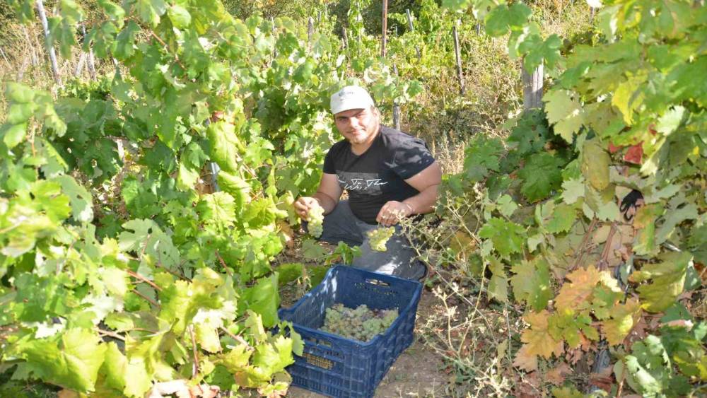 ANTALYA’DA ÜZÜM SEPETLERİ BOŞ KALDI