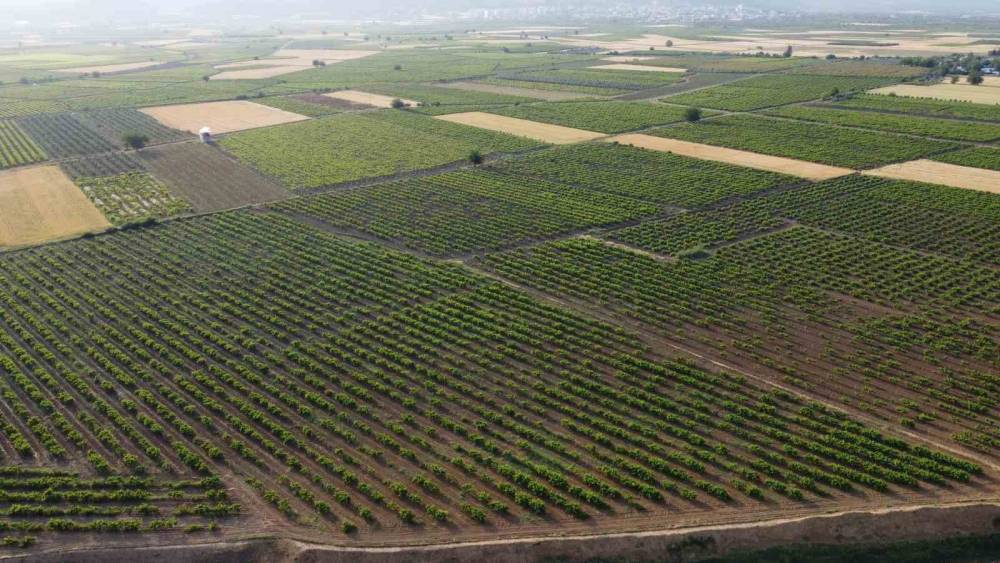 HATAY’DA DEPREMZEDE ÜRETİCİLER ÜZÜM YAPRAĞI MESAİSİNDE