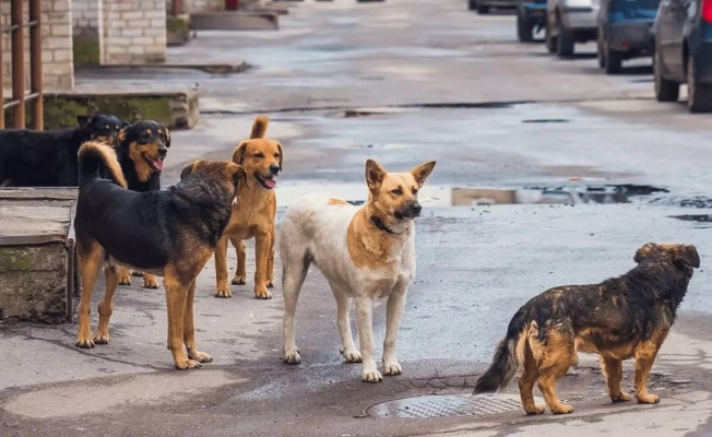 DÜZENLEME TBMM'DEN GEÇTİ, BAŞIBOŞ KÖPEKLERİ İLK TOPLAYAN DEM PARTİLİ SİLVAN BELEDİYESİ OLDU