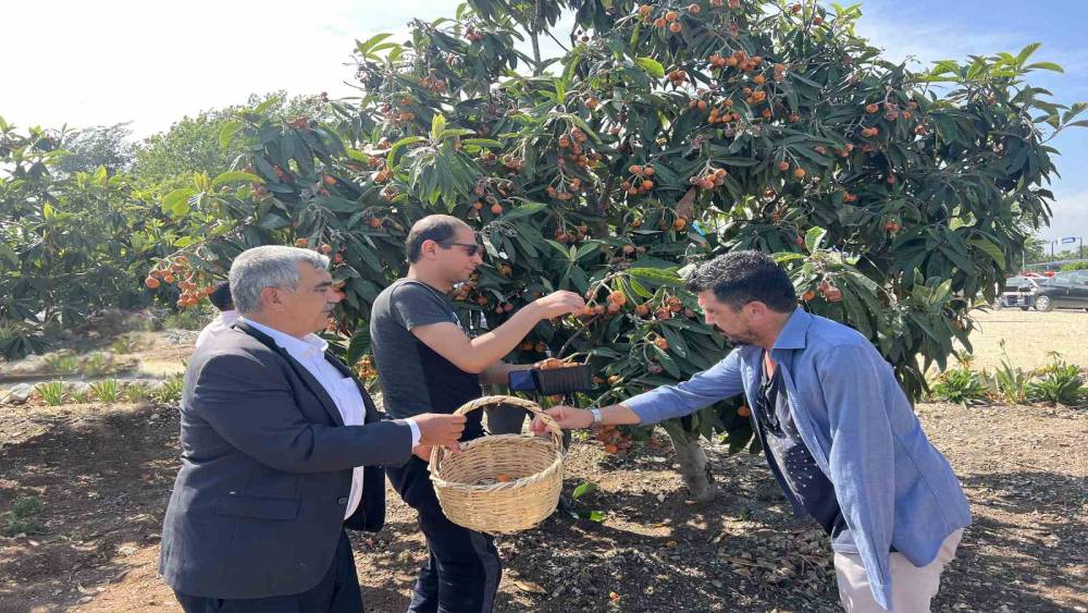 TARSUS’TA 2 TON YENİDÜNYA MEYVESİ HASADI GERÇEKLEŞTİRİLDİ