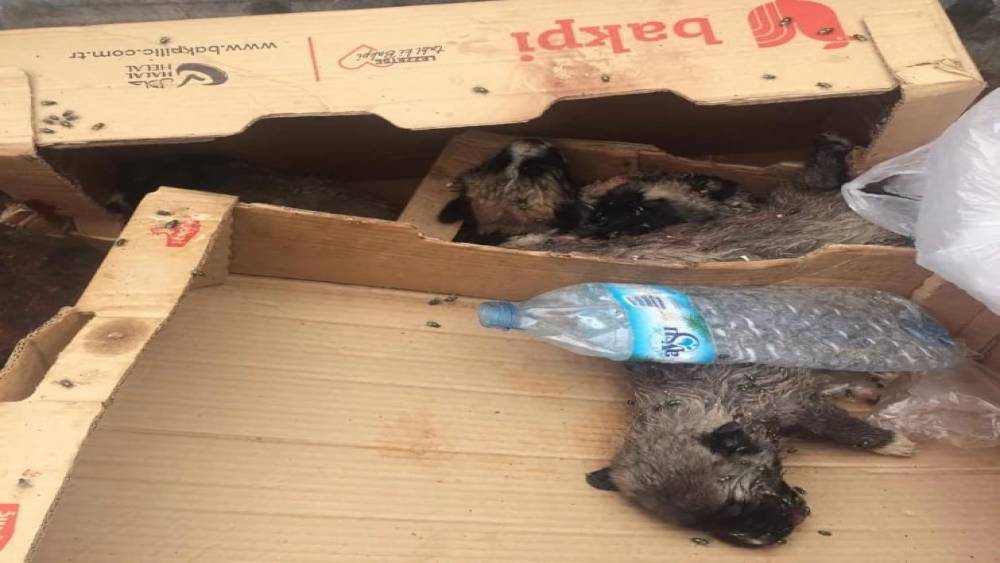 BURDUR’DA 6 KÖPEK YAVRUSU VURULARAK ÖLDÜRÜLMÜŞ HALDE BULUNDU