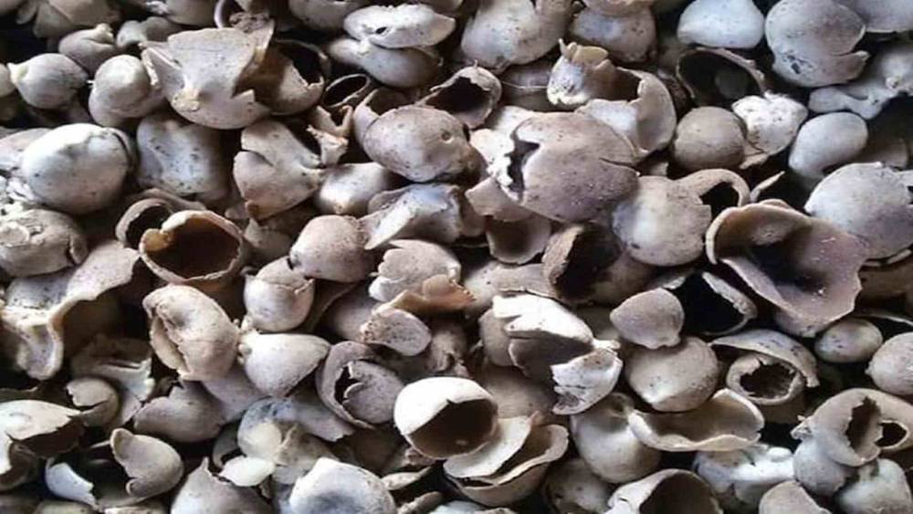 Mersin’de çukur çanak mantarı geçim kaynağı oldu